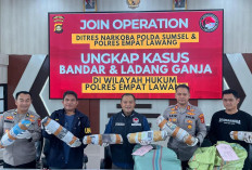Polisi Temukan Ladang Ganja 20 Hektar di Empat Lawang, 220 Kg Ganja dan Bandar Besar Ditangkap