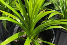 Pandan Wangi Diyakini Lancarkan Usaha, Simbol Rezeki dan Energi Positif di Rumah