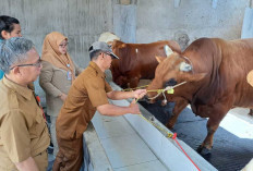 Pedagang Hewan Kurban Mulai Menjamur, Berikut Tips Memilih Hewan Kurban Sesuai Syariat