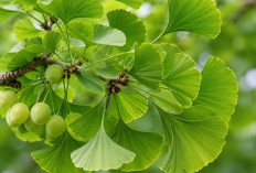Mengenal Ginkgo Biloba, Tanaman Purba yang Diyakini Mampu Menjaga Kesehatan Otak