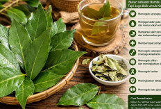 Daun Salam Bukan Sekadar Bumbu Masak, Ini Ragam Manfaatnya untuk Kesehatan dan Cara Mengolahnya
