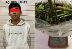 Polisi Gagalkan Peredaran Ganja di Lahat, Polda Sumsel Tegaskan Perang Melawan Narkotika
