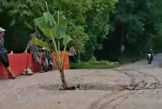 Warga Tanam Pisang di Jembatan Jebol Payaraman, DPRD Ogan Ilir Kritik Kualitas Pembangunan