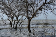 Pemekaran Wilayah Sumatera Utara: Wacana Pembentukan Kabupaten Deli Pesisir Dinilai Dorong Kawasan Industri