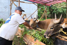 Lapak Hewan Kurban di Prabumulih Mulai Menjamu, Pedagang Tawarkan Promo Beli 3 Sapi Gratis Kambing