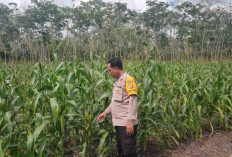 Komunitas Jagung Diminati Petani 