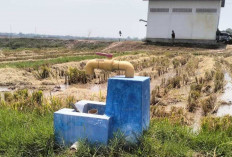 Proyek Irigasi di Ogan Ilir Dikeluhkan Petani, Banyak Pipa Bocor Hingga Sebabkan Spanning Listrik Warga 