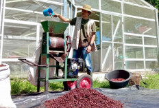 Biki Kopi Berkualitas Mengangkat Derajat Petani Kopi di Pagar Alam : Pertamina Patra Niaga Regional Sumbagsel 