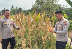 Perkuat Ketahanan Pangan Lokal