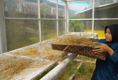 Program PERMATA PEP Adera Field Sulap Jerami Jadi Cuan, Pendapatan Petani PALI Naik Dua Kali Lipat