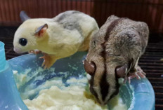 Jangan Sampai Salah, Begini Cara Mudah Merawat Sugar Glider Supaya Gemoy dan Lucu