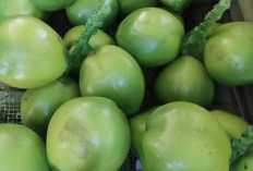 Dogan, Takjil Prima untuk Berbuka Puasa: Kaya Elektrolit, Aman untuk Lambung dan Lancarkan Pencernaan