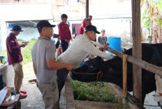 Pastikan Hewan Kurban Sehat dan Layak