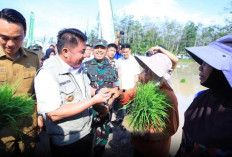 Hadapi El Nino, OKI Jadi Lokus Utama Percepatan Tanam Padi Sumsel