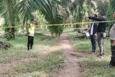 Saat Jaga Kebun Pemuda Warga Lais MD, Berikut Kronologisnya