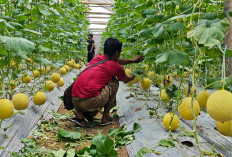BRI Prabumulih dan YBM BRILiaN Dorong Kemandirian Ekonomi Petani
