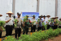 Perkuat Ketahanan Pangan, Panen Raya Kangkung dan Selada