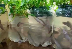 Budidaya Ikan Lele dalam Galon Bekas: Inovasi Skala Rumahan yang Murah dan Menjanjikan