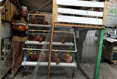 Amat dan Harapan yang Tumbuh dari Kandang Ayam Samping Rumah