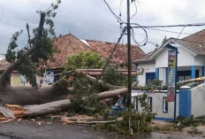 Pohon Tumbang Tutup Akses Jalan, Pagar Kantor Kelurahan Sidakerse Ikut Tertimpa