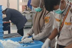 Sertifikasi 95.400 Benih Kelapa Sawit Ekspor ke Peru, Karantina Sumsel Pastikan Bebas dari OPTK