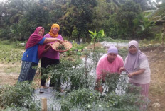EcoGrow Mom PTBA, Wujud Nyata Pemberdayaan Perempuan Berbasis Urban Farming di Tanjung Karangan