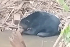 Viral di Medsos, Beruang Hitam Muncul Dua Hari di Sungai Rambang