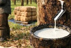 Harga Getah Karet Anjlok, Petani di OKU Mulai Gerah
