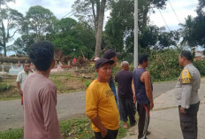 Pohon Tumbang di Simpang Tugu Burai, Akses Jalan Sempat Lumpuh dan Kabel Listrik Putus