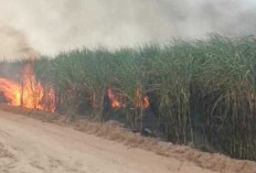Kebun Tebu PTPN Cinta Manis Terbakar, Diduga Disengaja, Begini kata Pihak Perusahaan