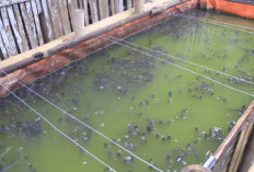 Bagaimana Cara Membedakan Ikan Lele Menggantung Karena Kekenyangan atau Sakit? Simak Penjelasan Berikut!