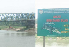 Takut Induk Buaya Muncul, Masyarakat Kayuagung Diimbau Jangan Berenang di Sungai Komering