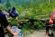 BPBD Imbau Warga OKU Waspada Pohon Tumbang