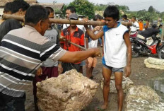 Harga Karet di OKU Tembus Rp20.800 Perkilogram