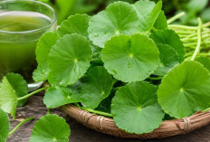 Pegagan: Tanaman Herbal yang Kaya Manfaat, dari Melancarkan Sirkulasi hingga Menunjang Kesehatan Otak