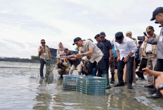 Sumbang Devisa, Tambak Udang OKI Dipasok Listrik Andal