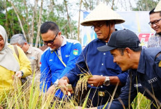 Panen Perdana Padi Gogo 2026 di RKT, Wali Kota H Arlan: Perkuat Ketahanan Pangan Kota Prabumulih