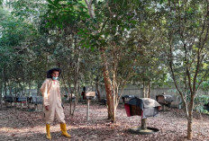 Dari Sakotak Lebah dan Setetes Madu, Asa Itu Kembali Tumbuh 