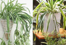 Tanaman Laba-Laba Cocok Ditanam di Air, Solusi Praktis Percantik Ruangan Modern