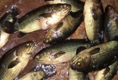 Umpan Jitu Ikan Betok, Racikan Pakan Alami dan Lumut