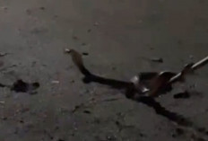 Warga Tapak Lebar Geger, Empat Kobra Sumatera Masuk Permukiman Warga