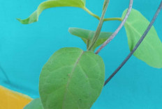 Daun Nangka Kuning, Herbal Sumsel yang Dipercaya Atasi Penyakit Kuning