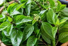 Daun Kemangi Bukan Sekadar Lalapan, Ini Kandungan dan Manfaatnya bagi Kesehatan