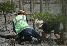 Lanjutkan Konservasi Pesisir, PTBA Tanam 40 Ribu Bibir Mangrove di Lampung Timur