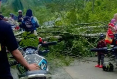 Hendak Mengajar, Guru SD di OKU Tertimpa Pohon Roboh