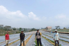 Usia 16 Hari, Bibit Bawang Putih  Tumbuh 3-5 Cm