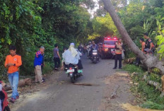 BPBD OKU Evakuasi Pohon Tumbang di Jalinsum Lengkiti
