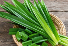 Jaga Pola Hidup Sehat Dengan Pandan Untuk mencegah Penuaan Dini Juga Menghambat Sel Kanker
