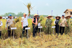 Panen Raya di Lahan Cetak Sawah OKU Timur, Hasil Ubinan Capai 7,76 Ton GKP