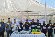 Panen Raya Melon Inthanon di Prabumulih, YBM BRILIAN Dorong Kemandirian Ekonomi Mustahik